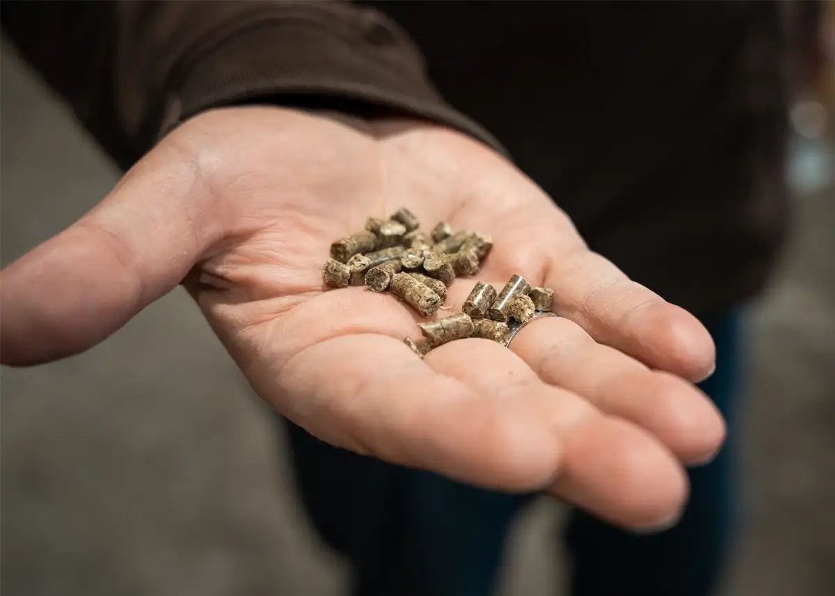 Detailaufnahme von Röschmann Pferdepellets auf einer Handfläche