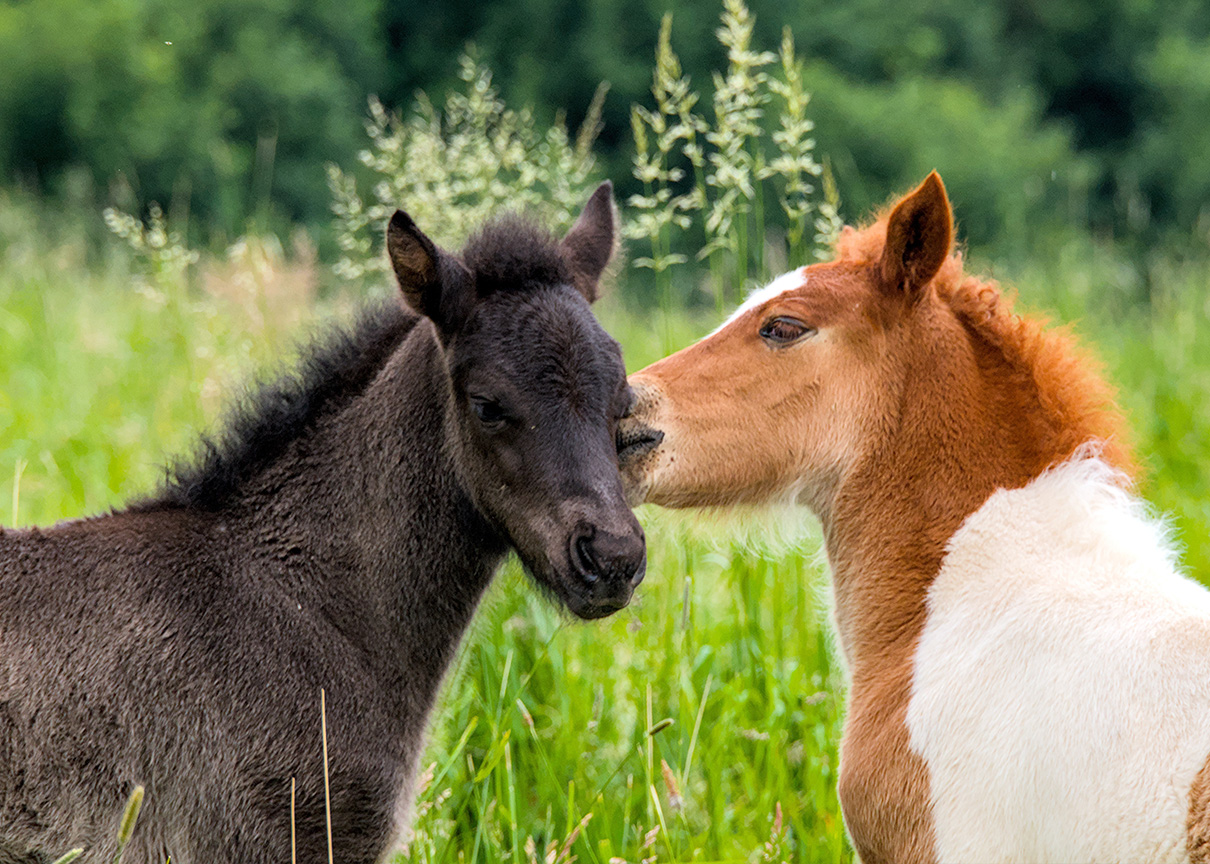 Zwei Fohlen stehen auf einer Wiese und beschnuppern sich