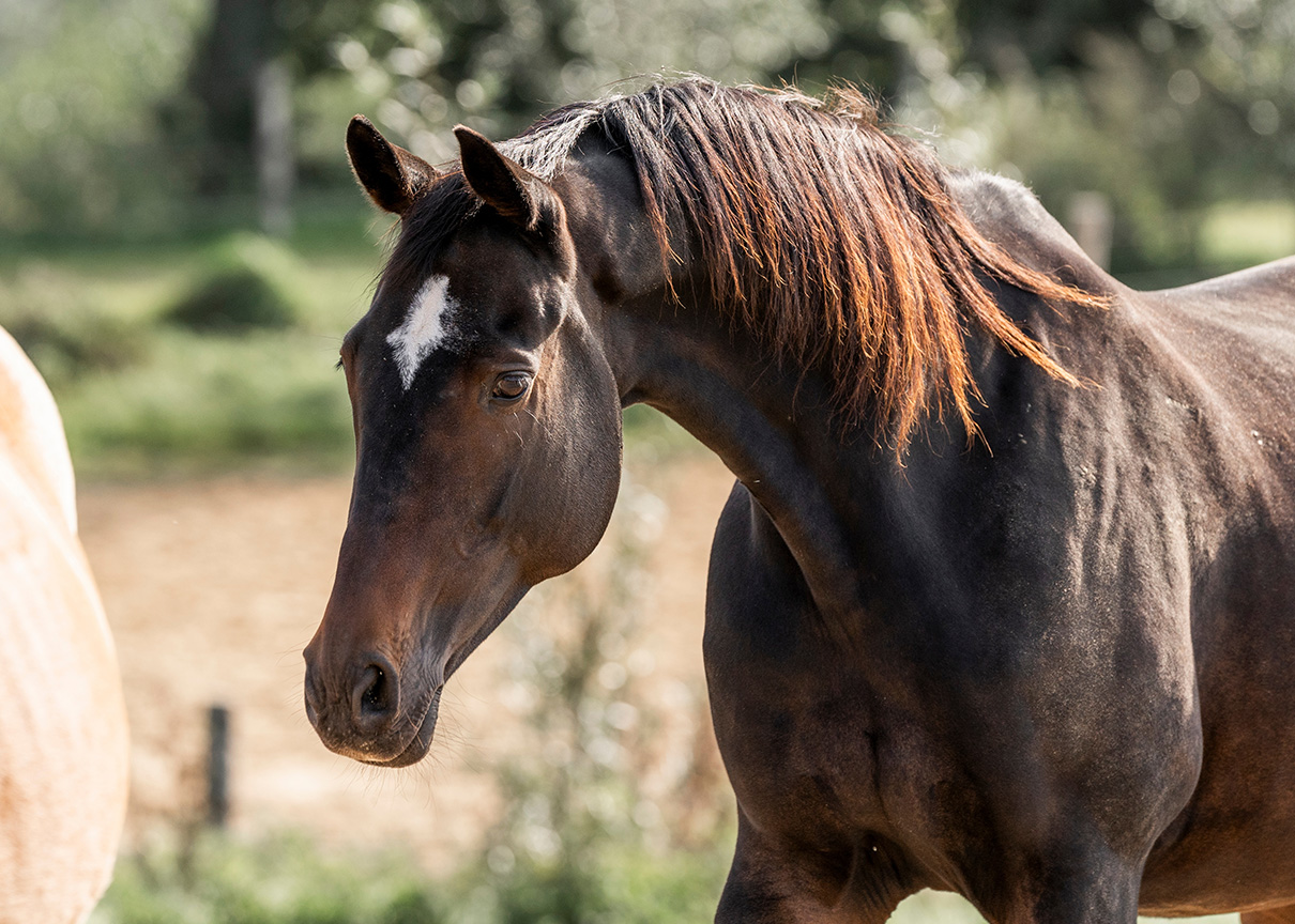 Ein schwarzes Senior-Pferd mit weißem Stern bewegt sich langsam auf einer Wiese und blickt seitlich in die Kamera